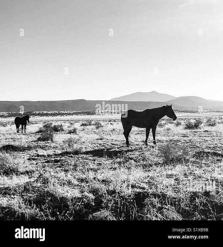 Wild Horses Couldn’t drag me away Stock Photo