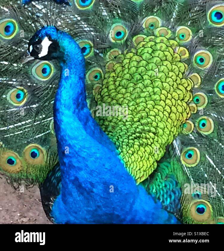 Close up of peacock Stock Photo - Alamy