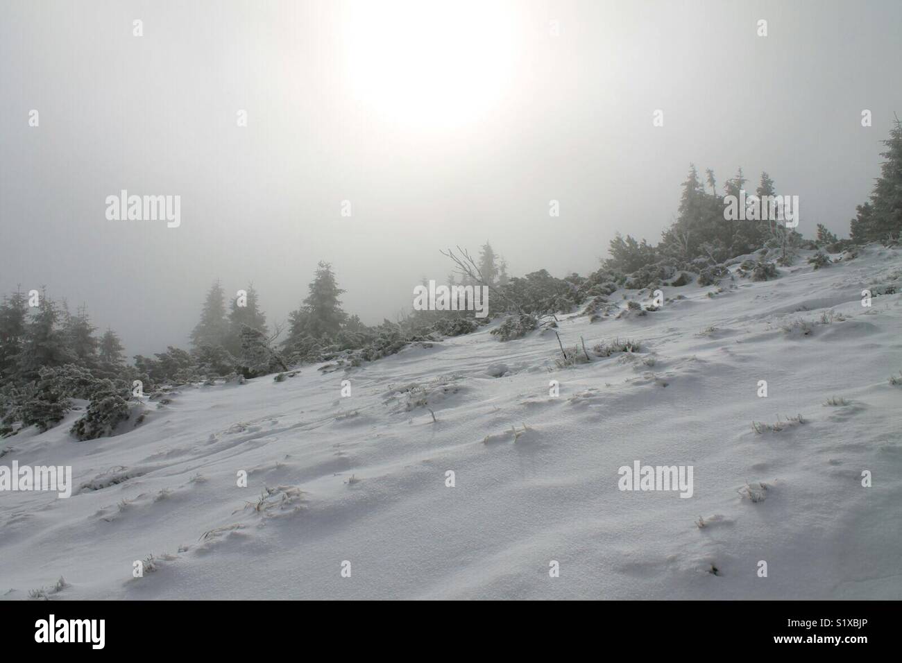 winter fog Stock Photo