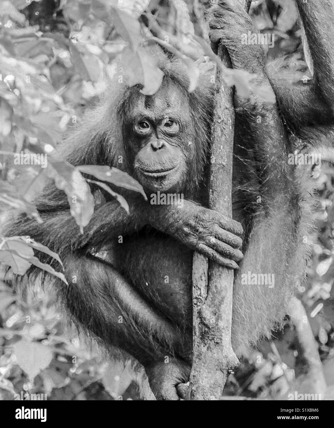 Wild orangutan in the forests of Borneo Stock Photo
