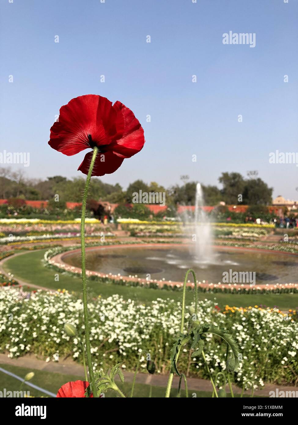 Beautiful Landscape of MUGHAL GARDEN,New Delhi India Stock Photo - Alamy
