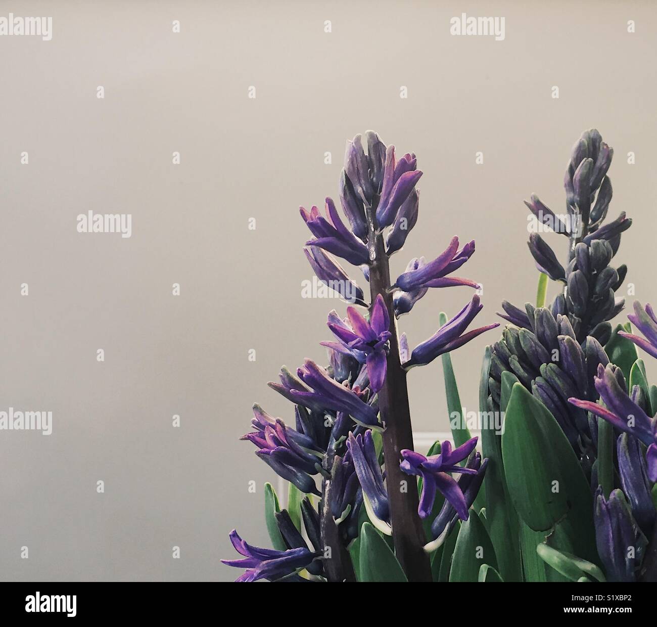 Blue purple hyacinth in bloom - Smartphone Captured Stock Image