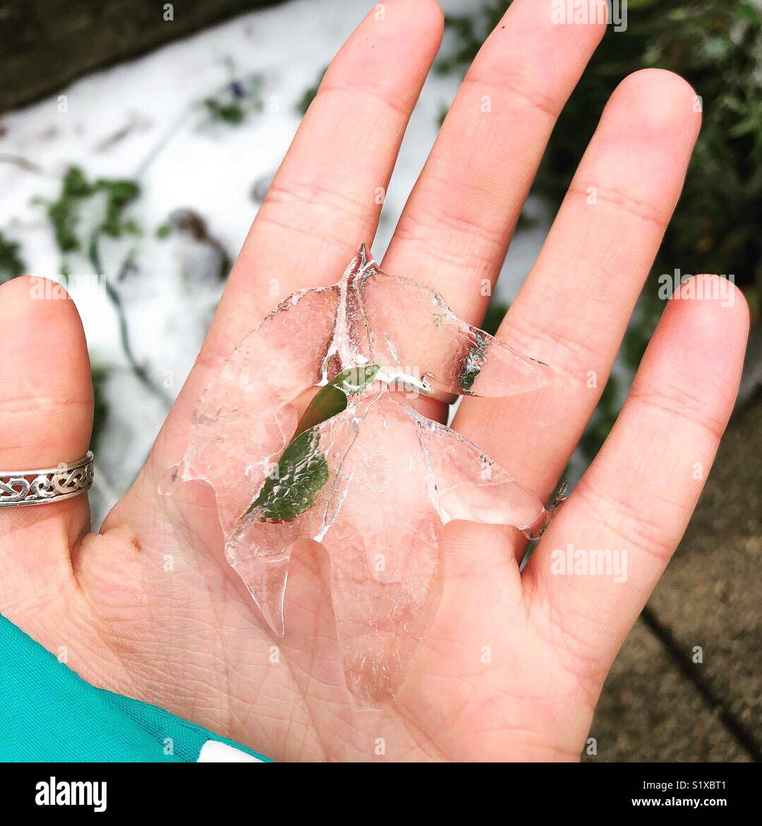 Iced Leaf Stock Photo