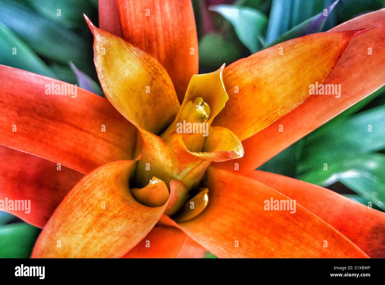 Orange and yellow bromeliad plant, Guzmania Marcella Stock Photo