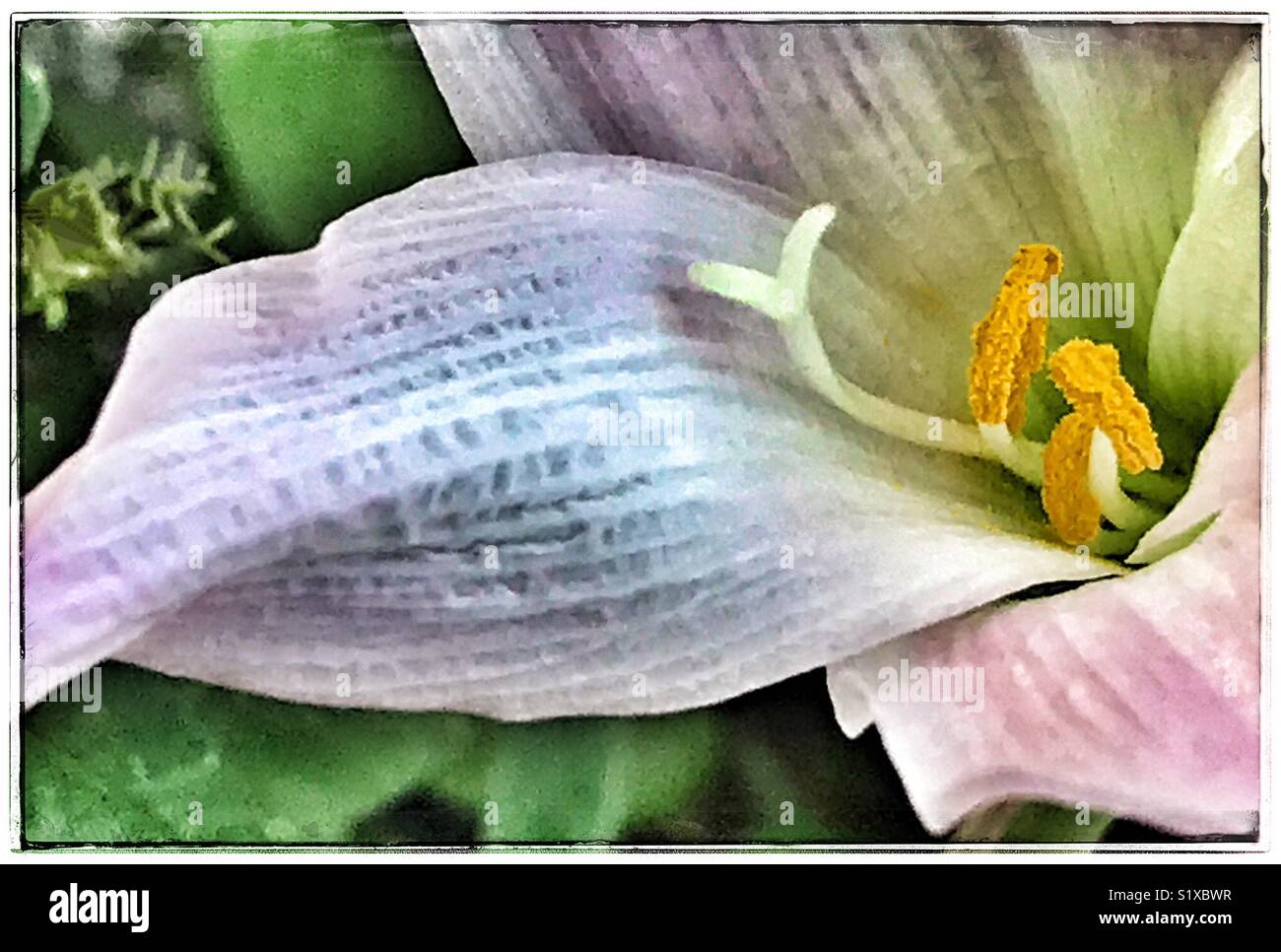 Pink lily close up, Rain lily, Zephyranthes candida - Smartphone Captured Stock Image