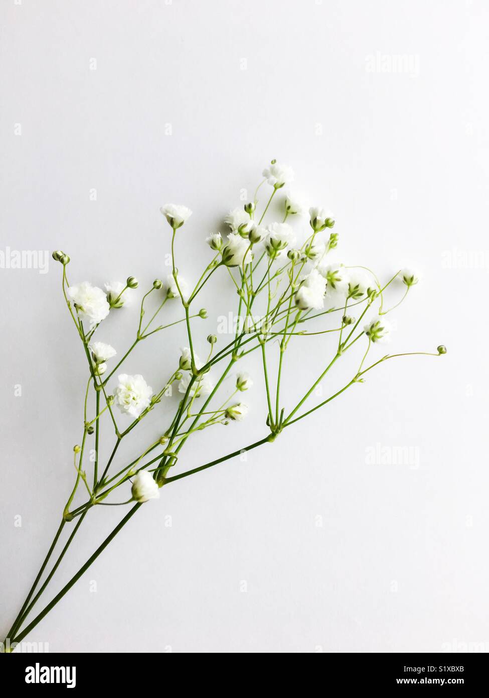 A sprig of baby’s breath flower Stock Photo Alamy