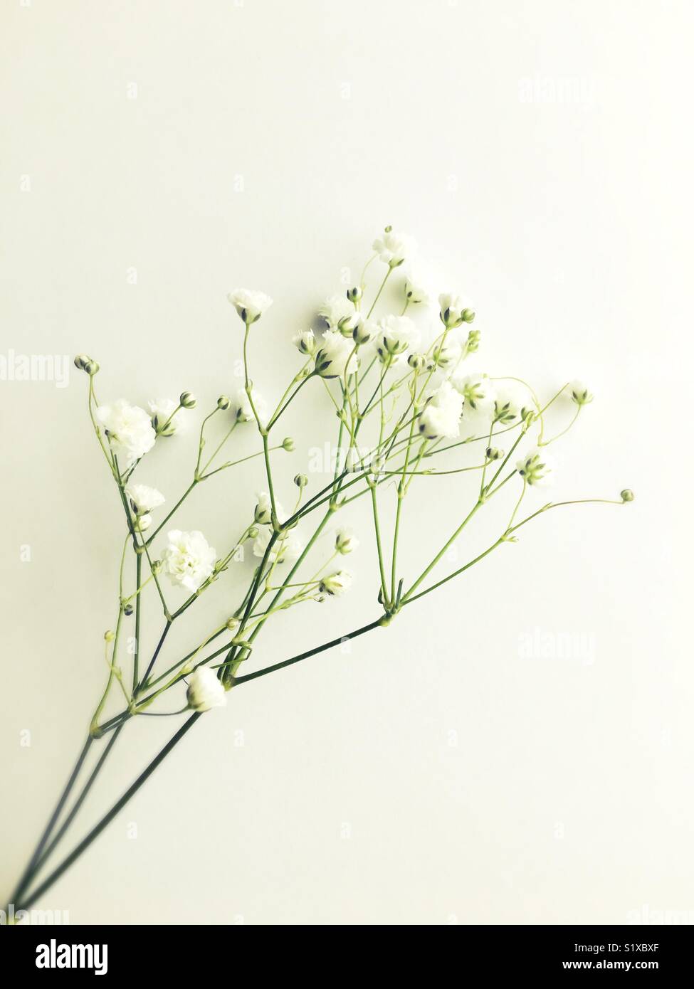 A Sprig Of Baby S Breath Flower Stock Photo Alamy