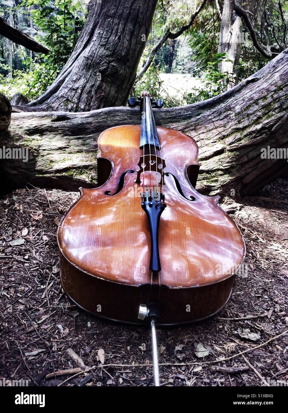 Cello Stock Photo