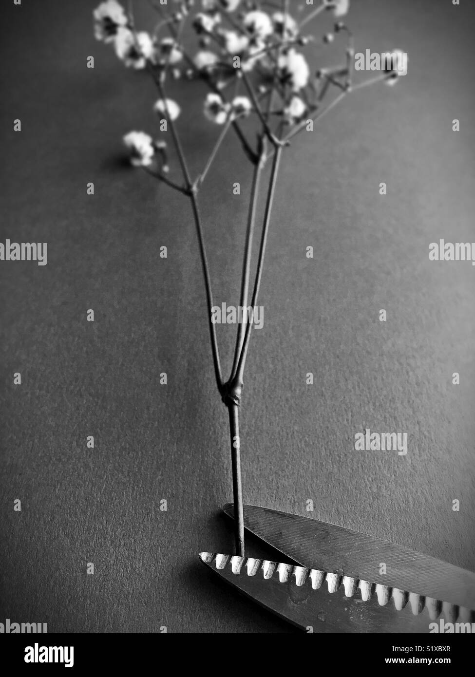 A sprig of baby’s breath flowers and the tip of gardening shears. Stock Photo