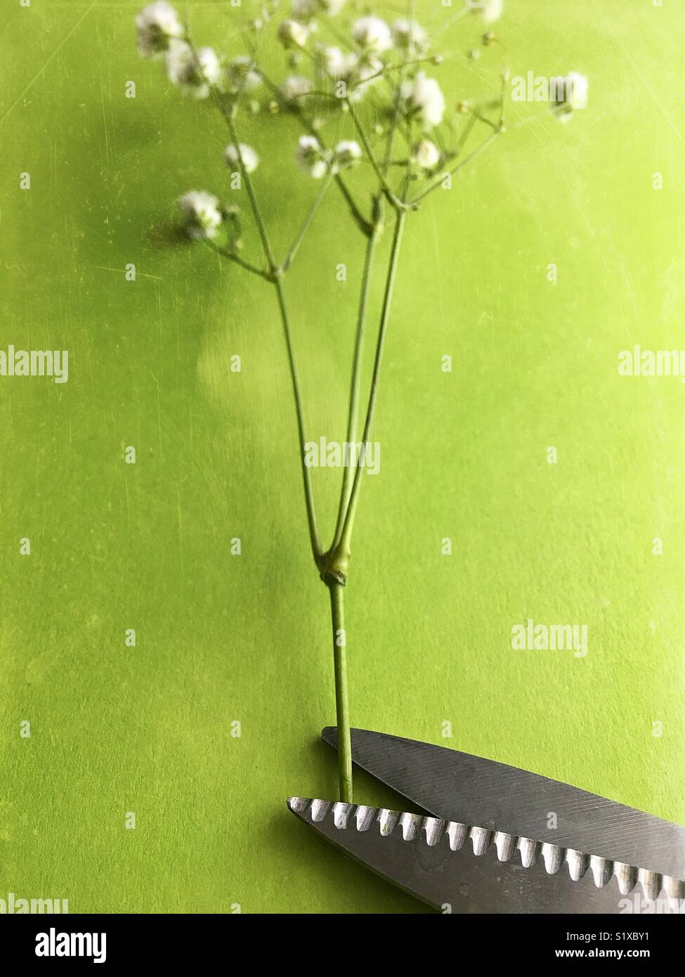 Florist shears cutting a sprig of babies breath Stock Photo Alamy