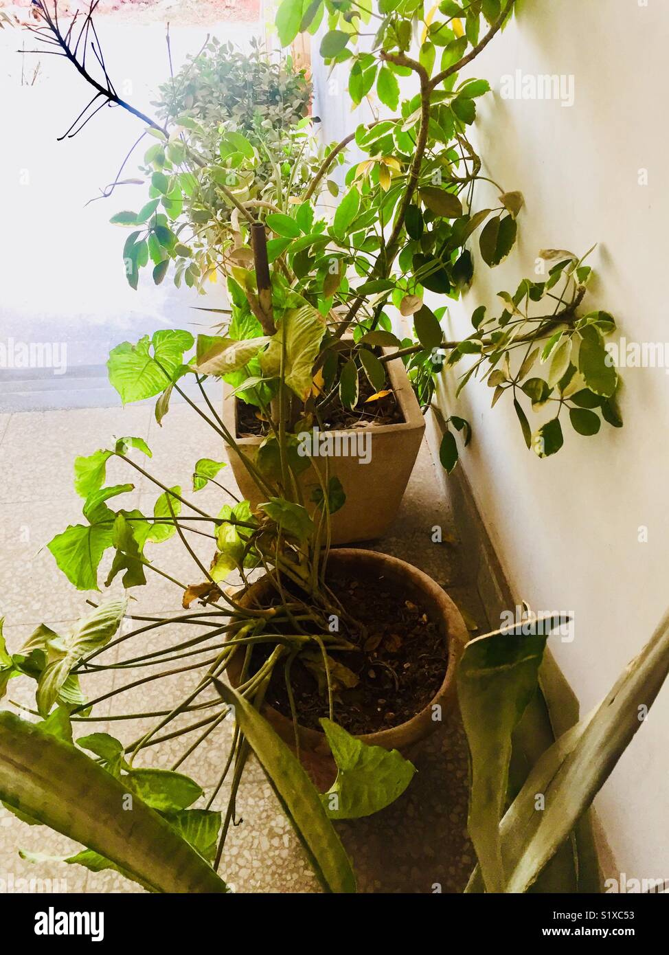 Beautiful plants in pots for growth in beautiful city Islamabad