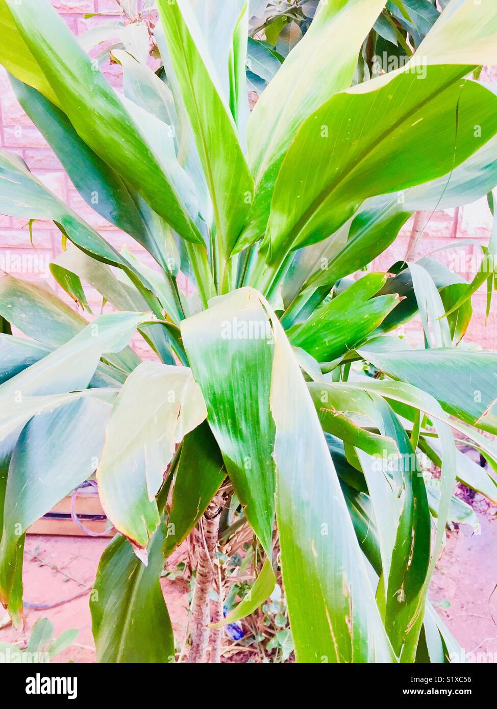 Beautiful plant in pot for growth in beautiful city Islamabad Pakistan