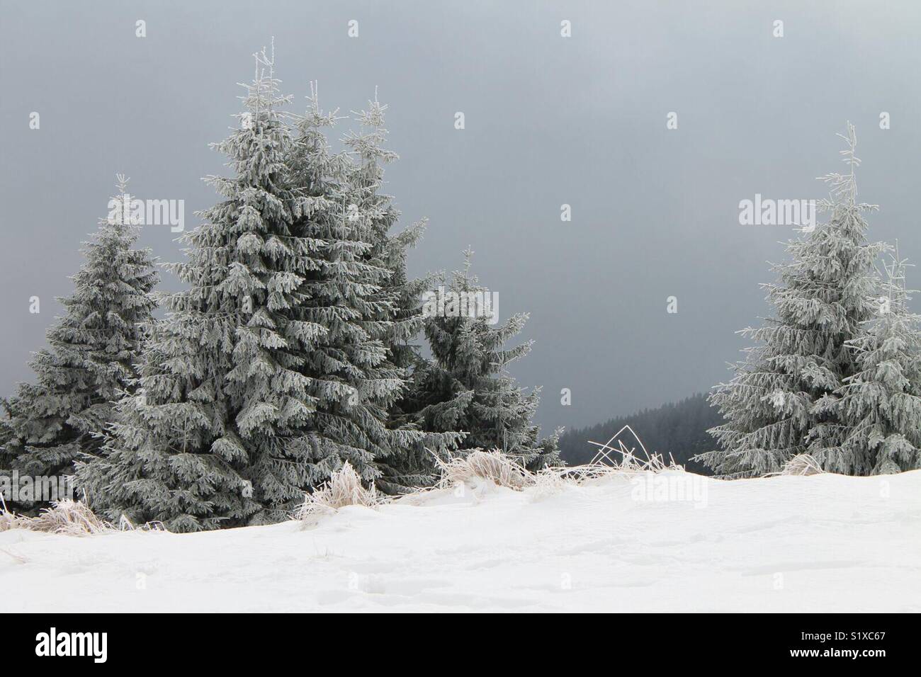 winter forest Stock Photo