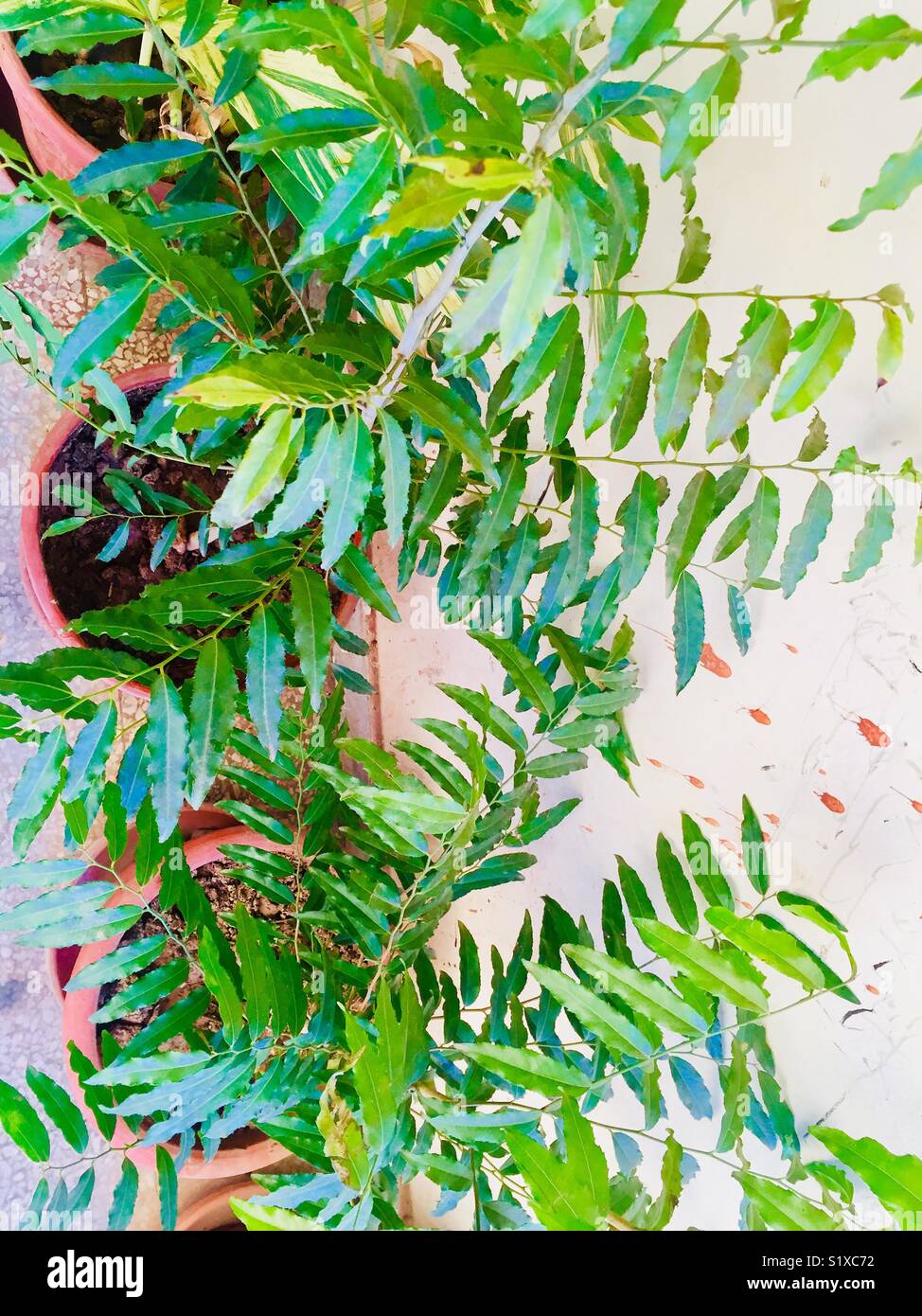 Green plants in pot for growth in beautiful city Islamabad Pakistan