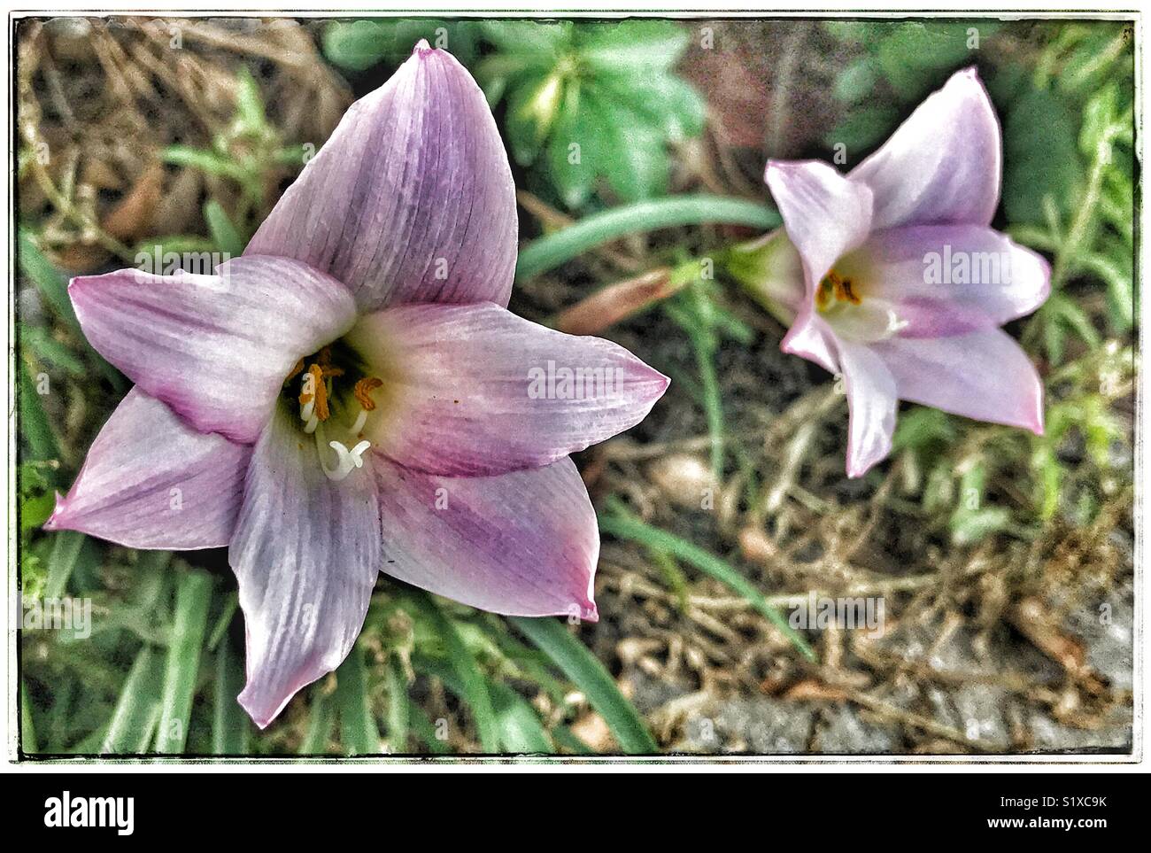 Rain lilies in full bloom, Zephyranthes candida Stock Photo