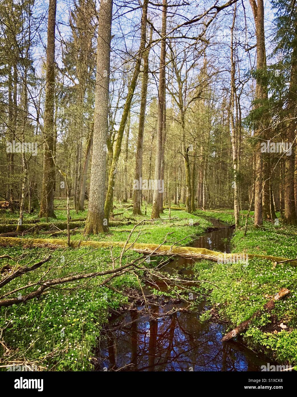 Bialowieza forest, Bialowieza National Park, Poland Stock Photo