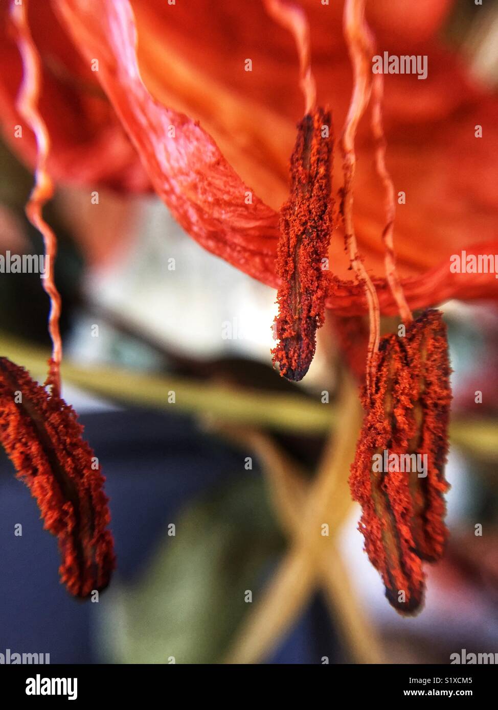 Pollen texture hi-res stock photography and images - Alamy