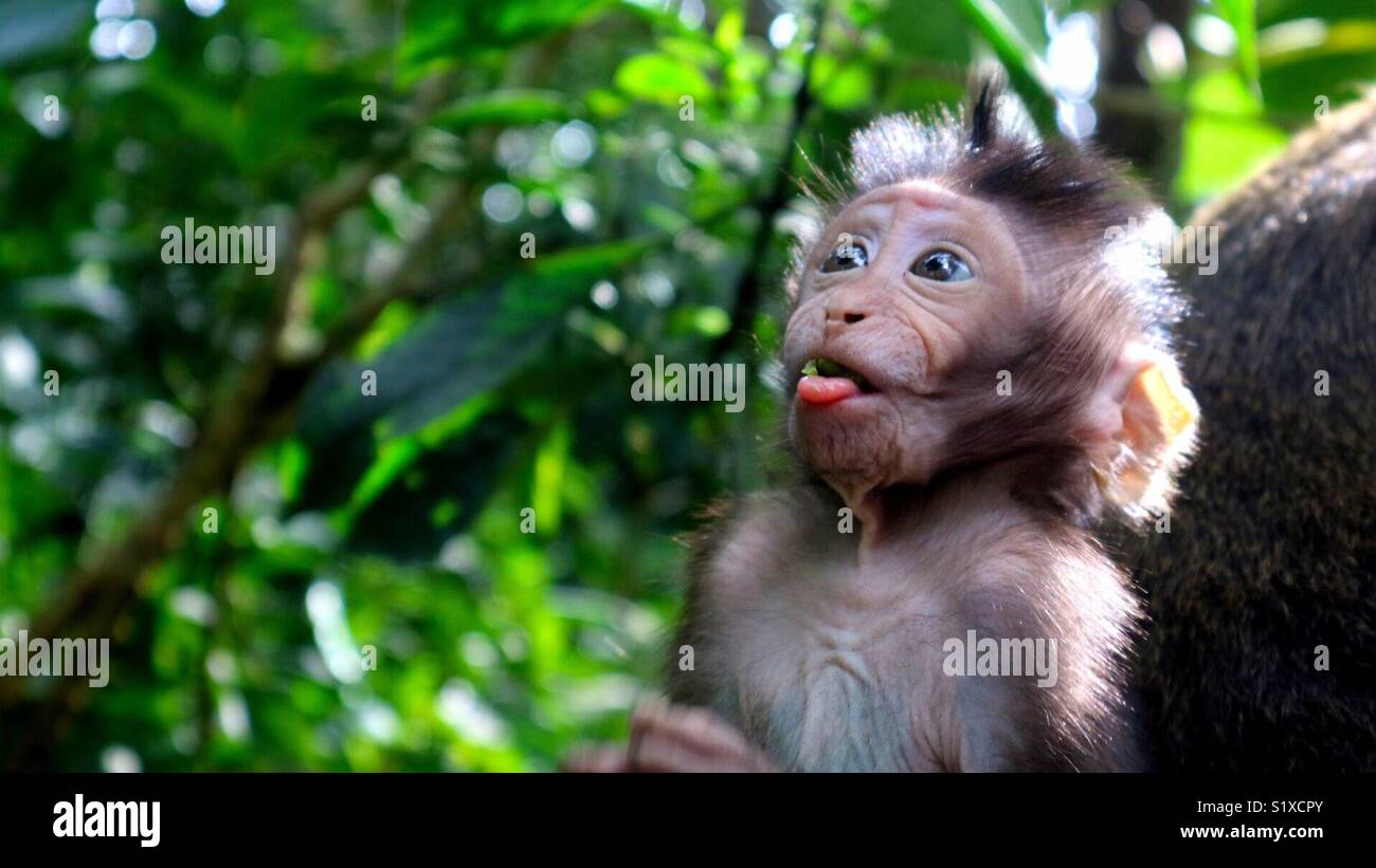 Hey Cheeky monkey! Stock Photo