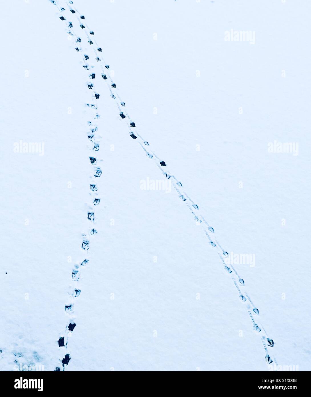 Footprints of two ducks on snowy ice. - Smartphone Captured Stock Image