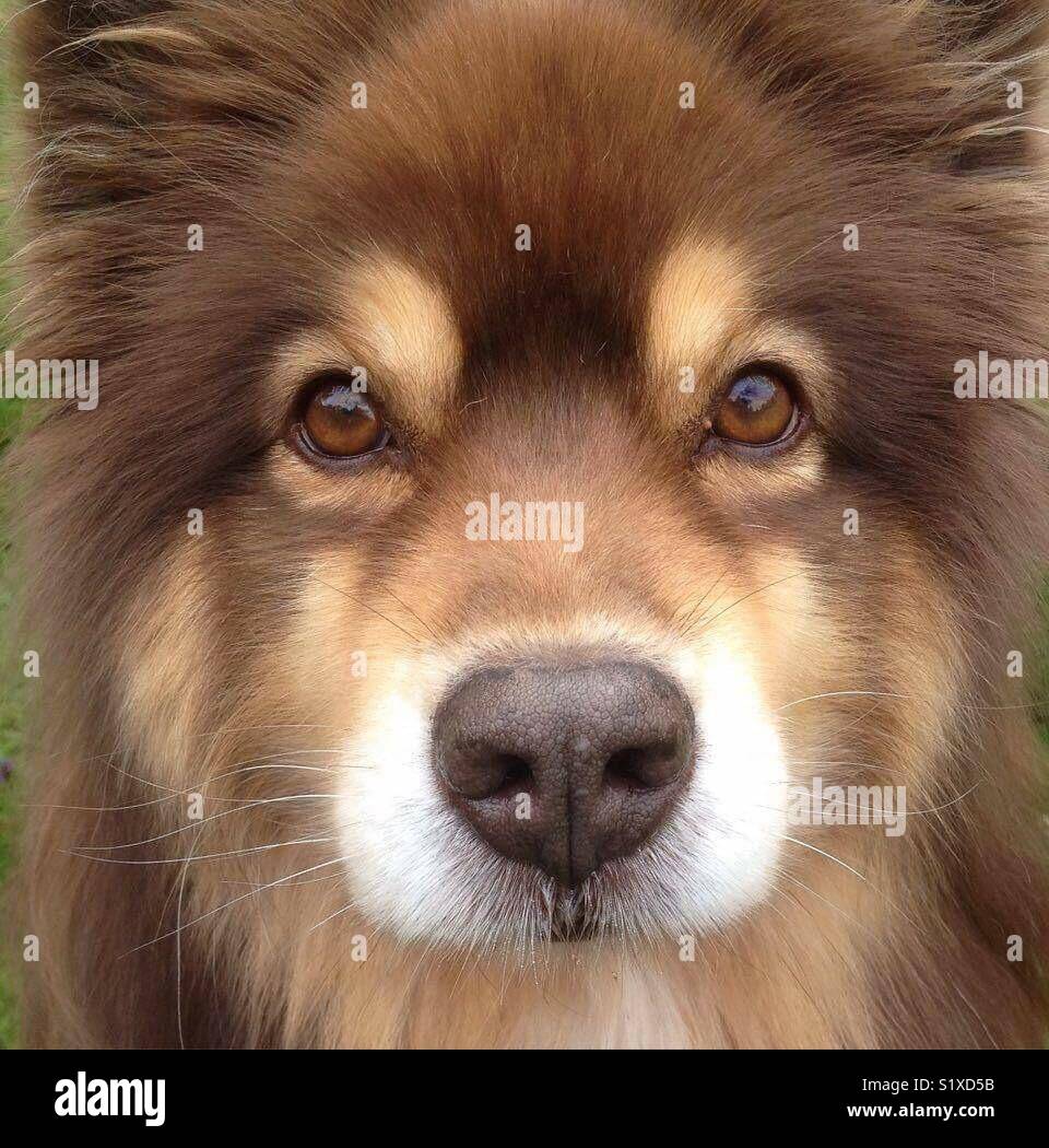 Finnish lapphund - Smartphone Captured Stock Image