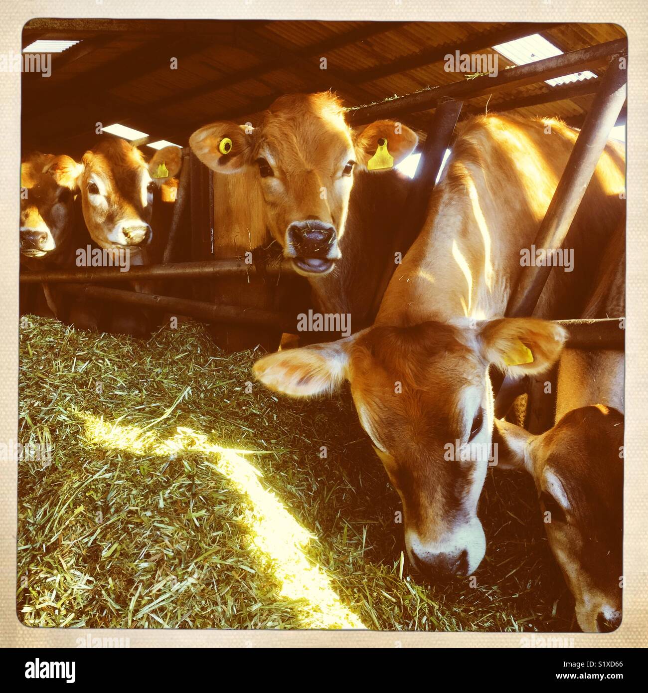 Young Jersey Heifers eating forage on a farm in Jersey, Channel Islands, UK - Smartphone Captured Stock Image