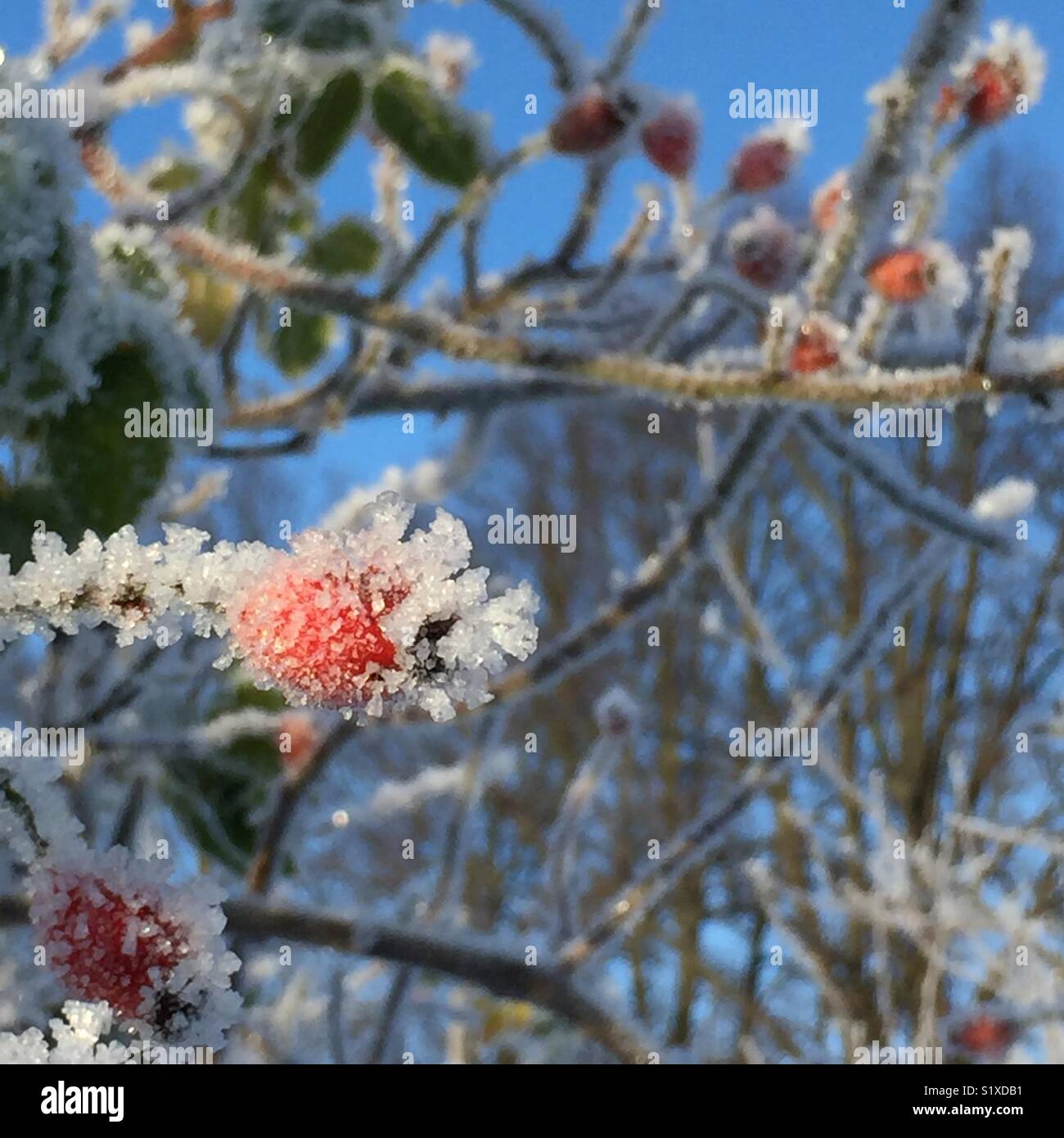 Icy rose hip. - Smartphone Captured Stock Image