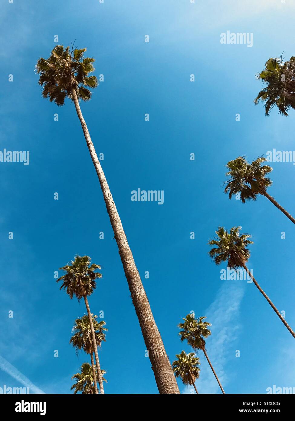 Los angeles palm trees hires stock photography and images Alamy