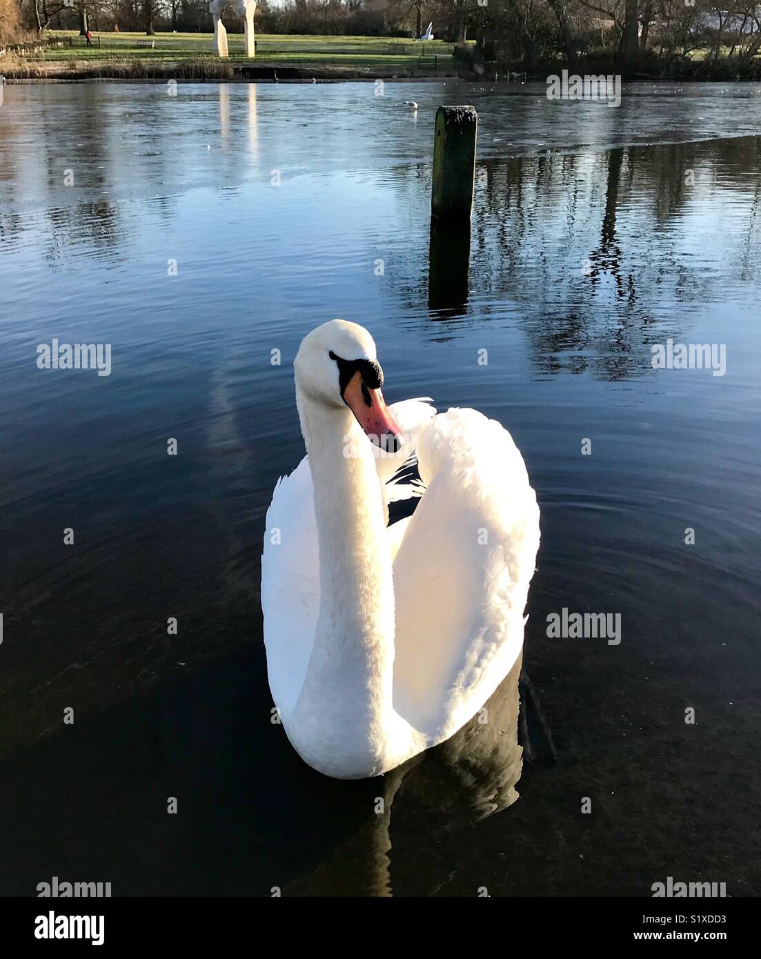 White swan in blue lake - Smartphone Captured Stock Image