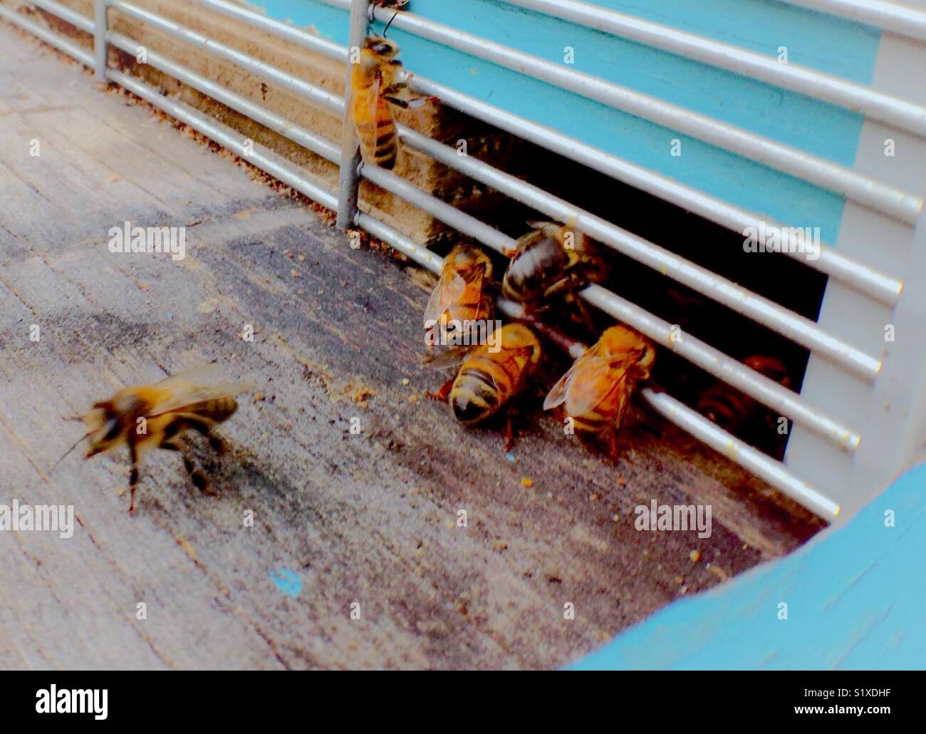 Worker honeybees test the warm January air - Smartphone Captured Stock Image