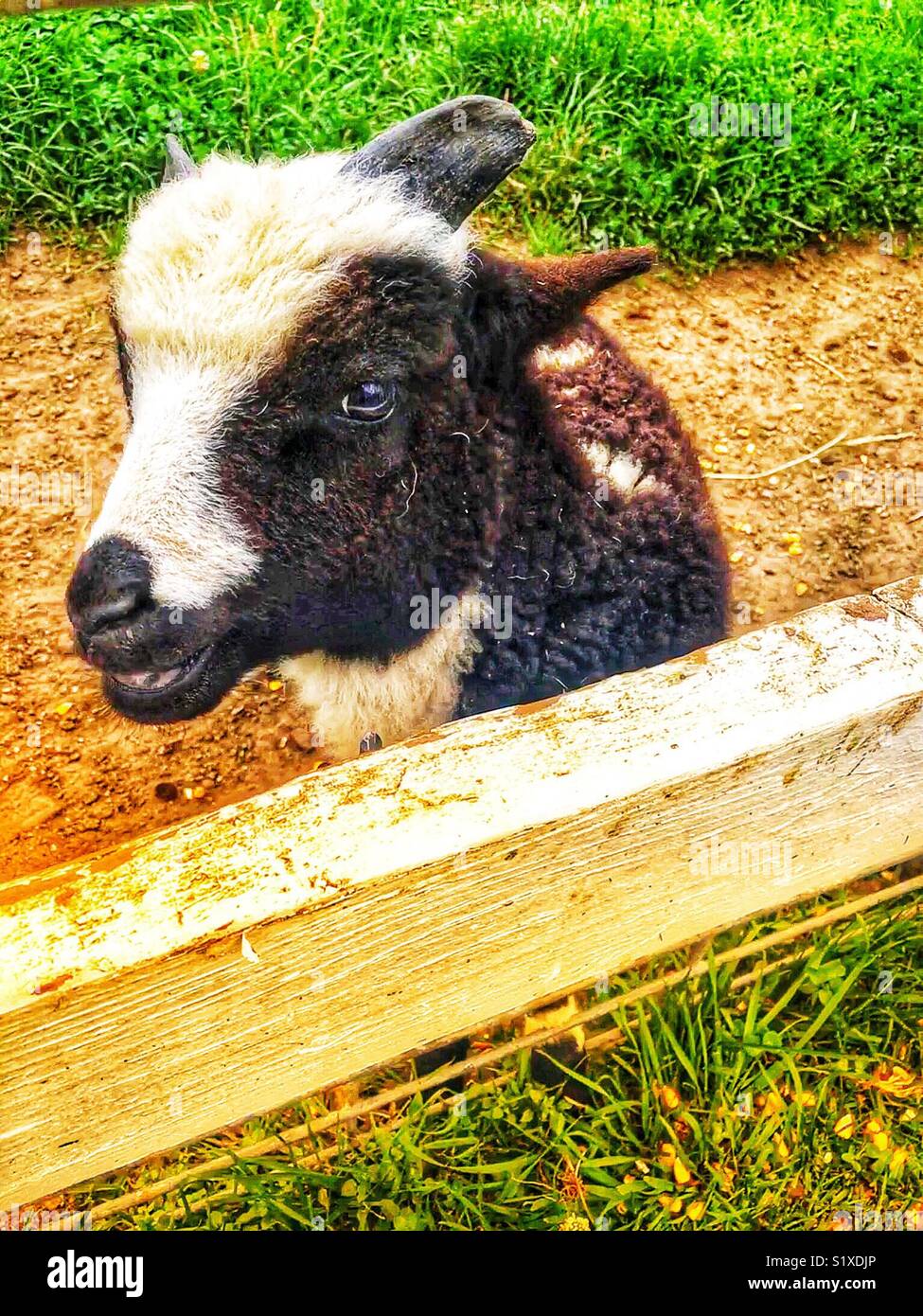 Baby goat smiling at camera Stock Photo Alamy