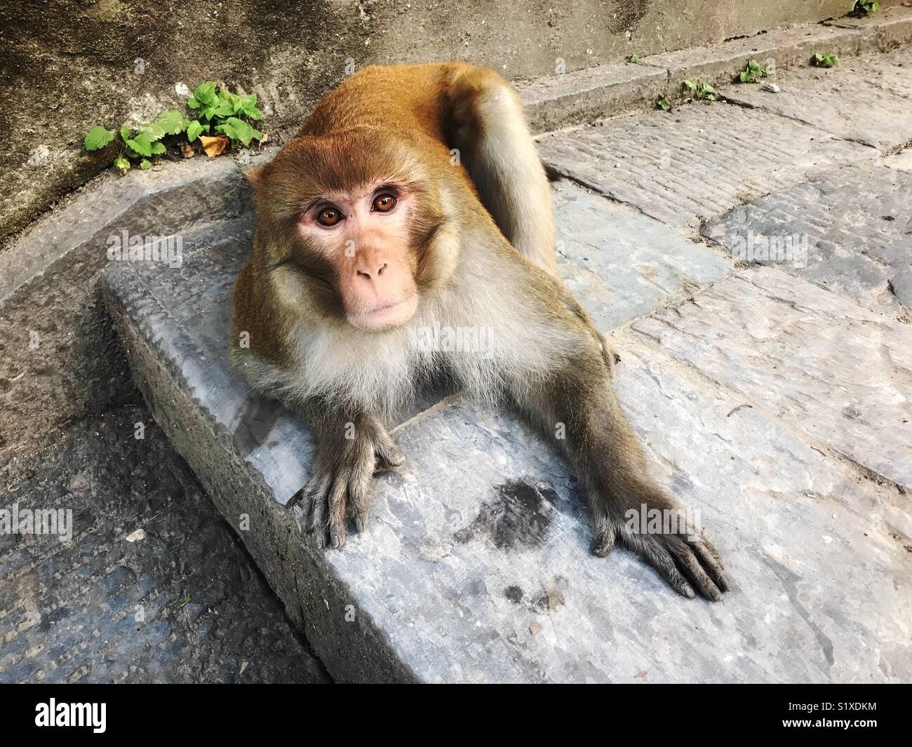 Shocked monkey at Nepal Stock Photo
