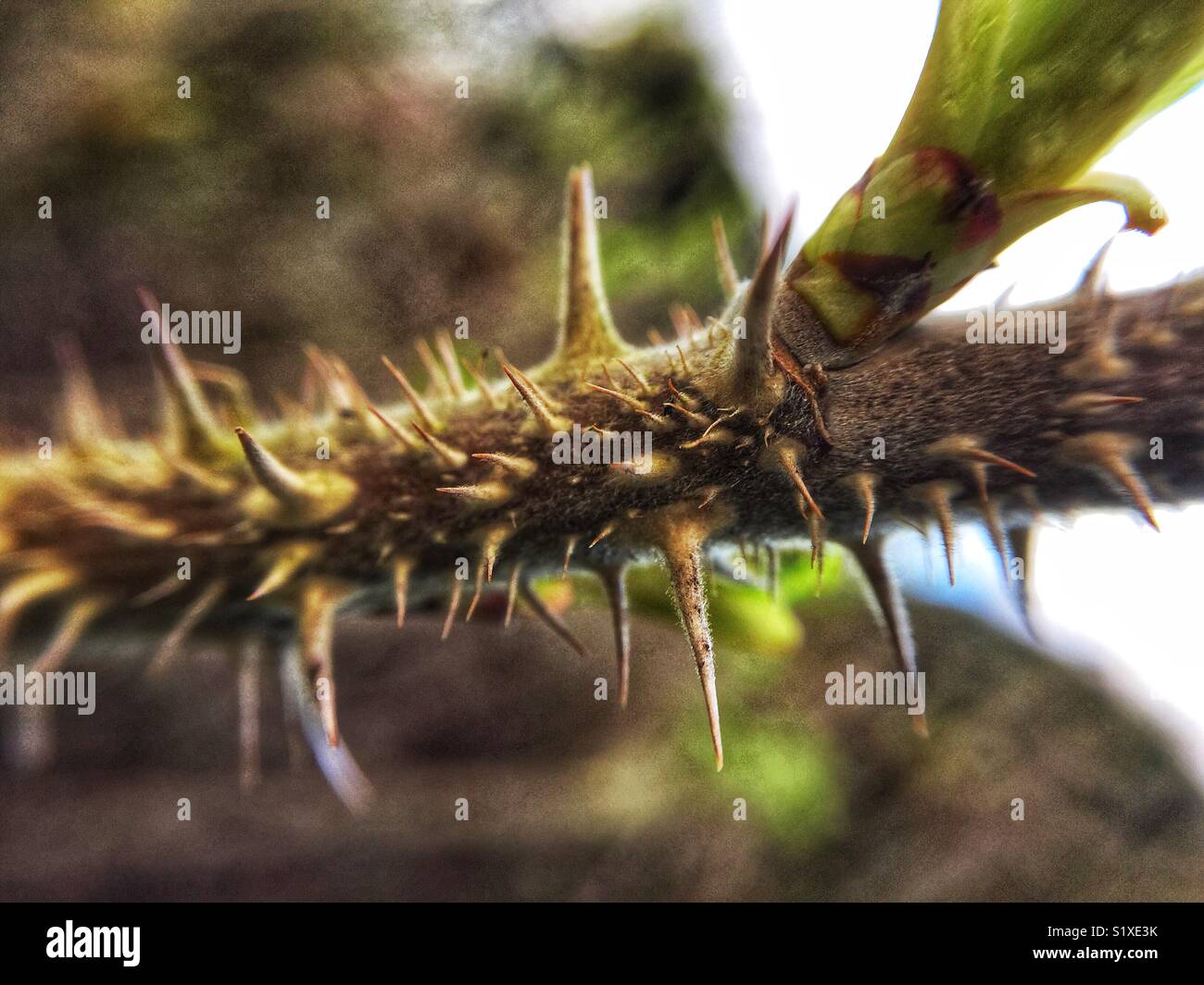Rose with thorns hires stock photography and images Alamy