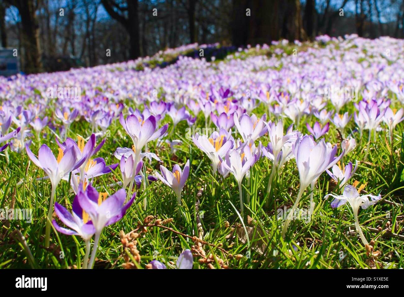 Spring in Munich Stock Photo - Alamy