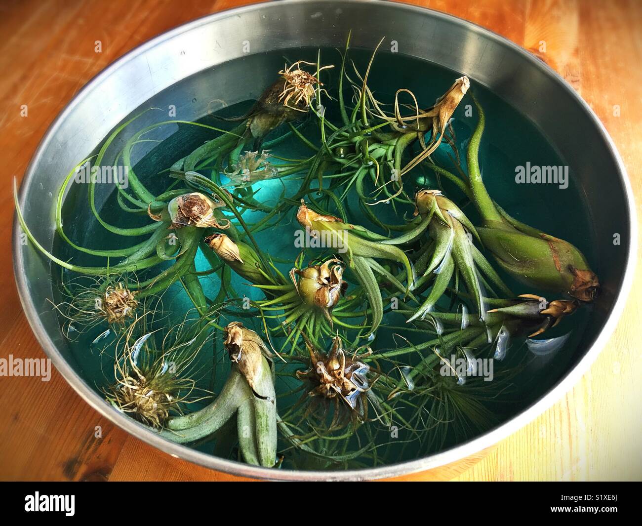 Plants High Resolution Stock Photography and Images - Alamy