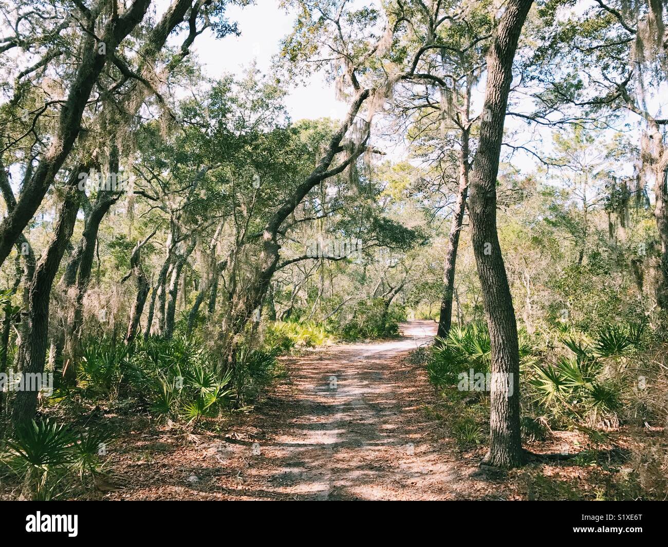 Spanish moss hangs from the trees above a path through Camp Helen State Park, Florida, USA. - Smartphone Captured Stock Image