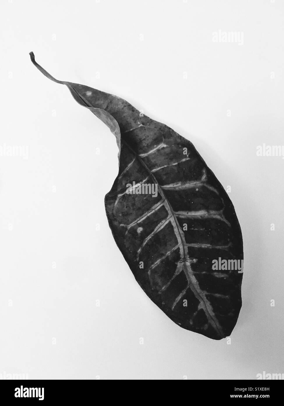 Leaf of Croton plant Stock Photo