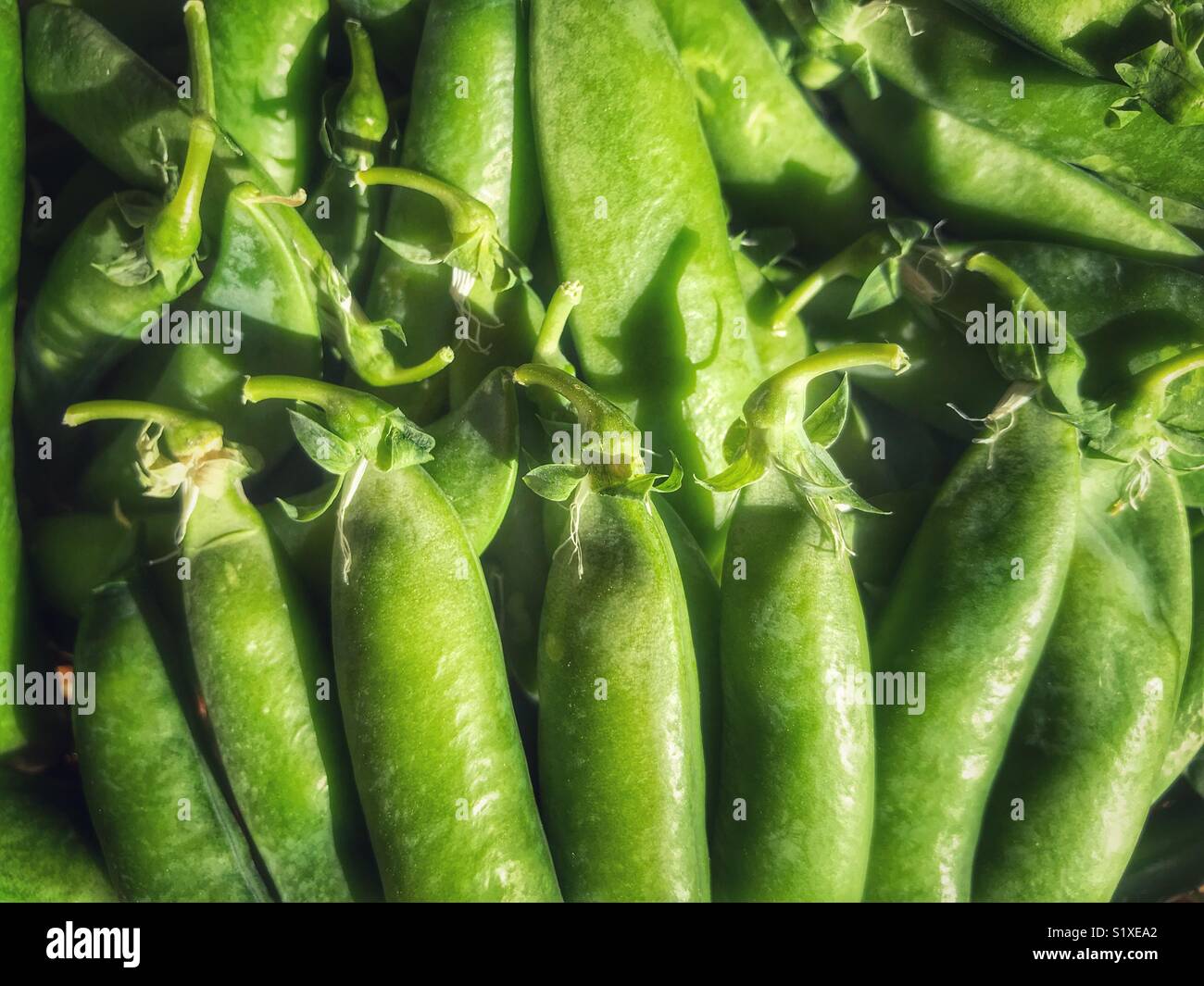 Freshly picked, organic, garden peas - Smartphone Captured Stock Image