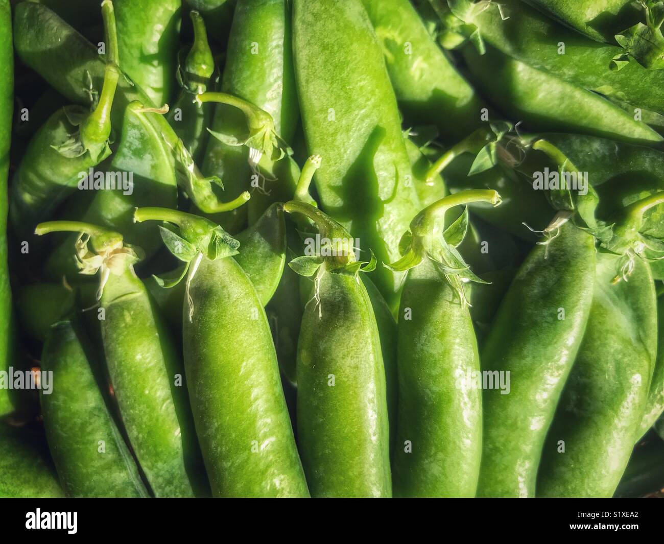 Freshly picked, organic, garden peas Stock Photo