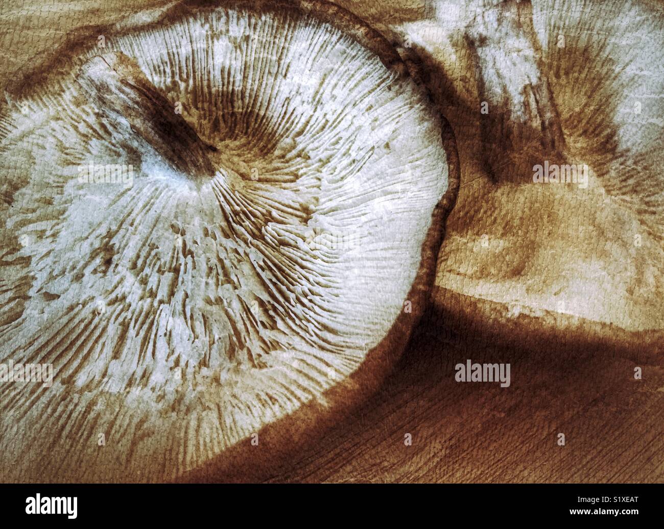 Shiitake mushrooms, close-up - Smartphone Captured Stock Image