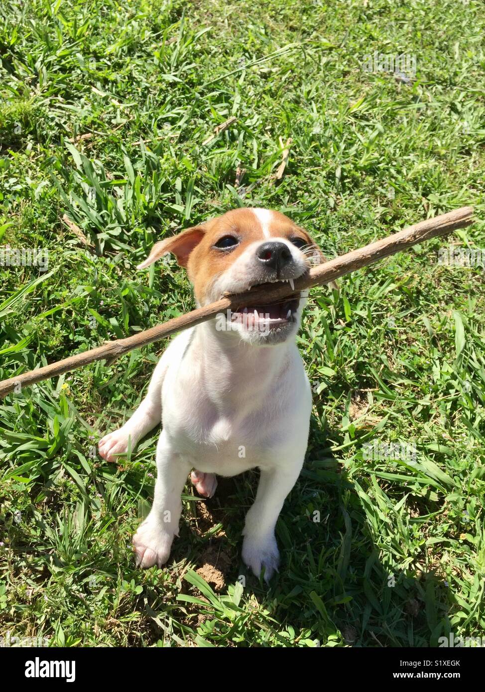 Dog with big stick hires stock photography and images Alamy