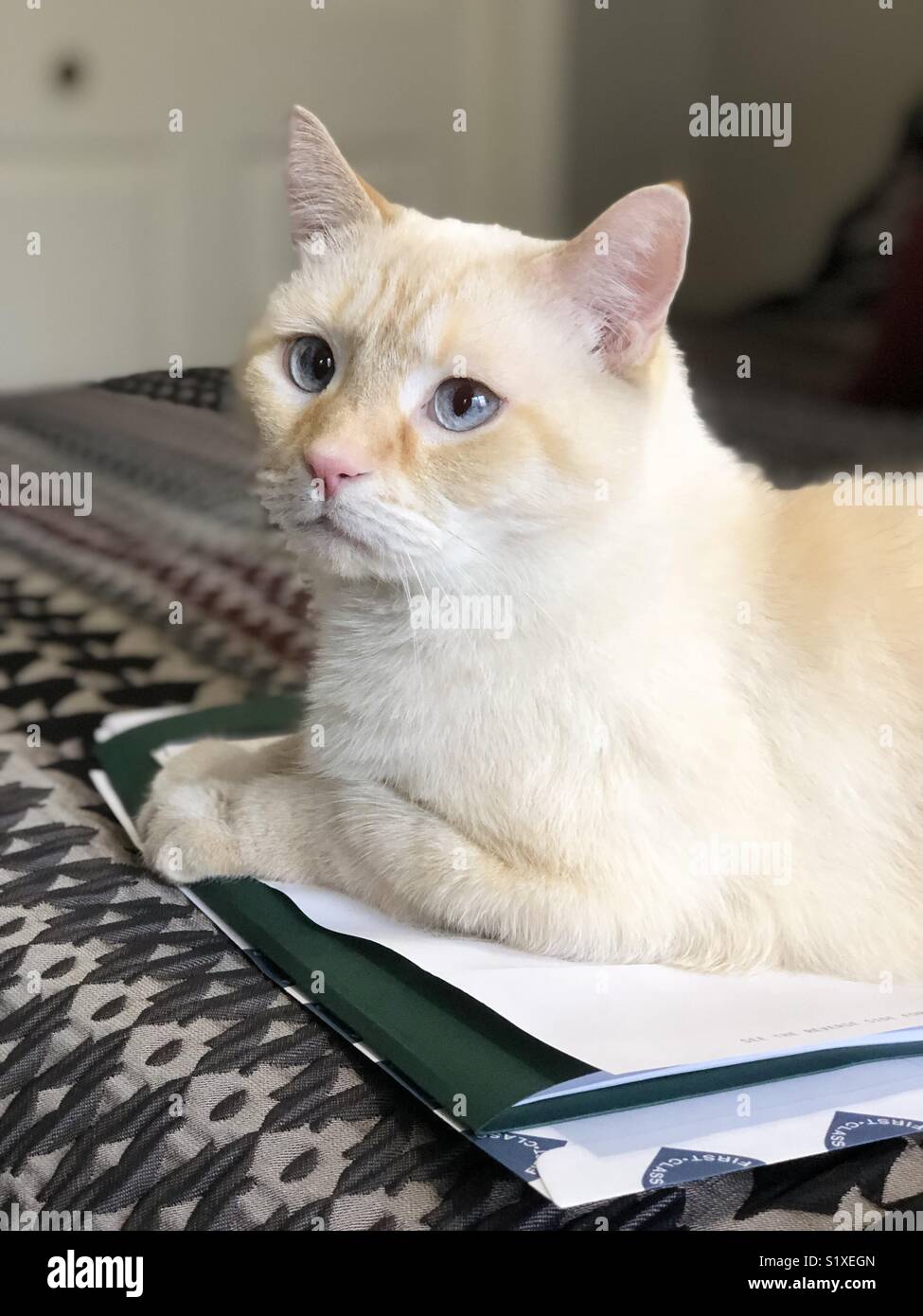 A portrait of a white flamepoint Siamese cat with blue eyes - Smartphone Captured Stock Image