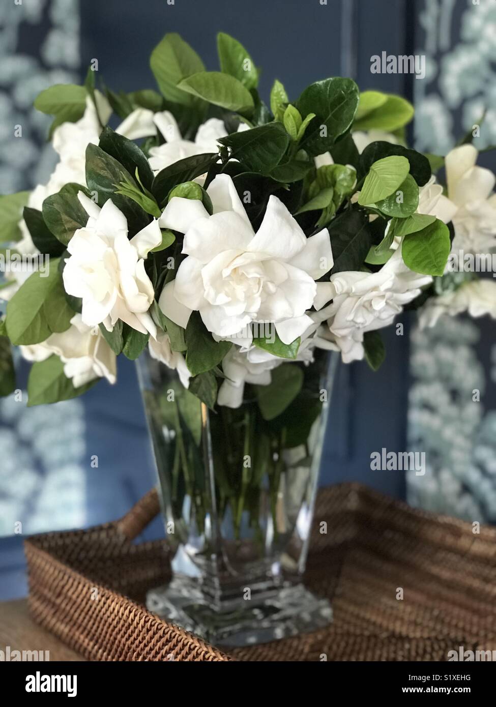 Gardenias In Vase Stock Photo Alamy