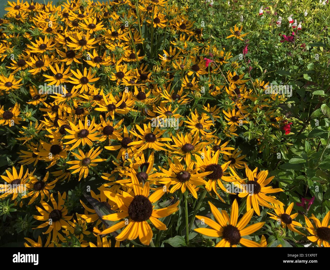 Yellow flowers in a tide space, Norfolk,uk - Smartphone Captured Stock Image