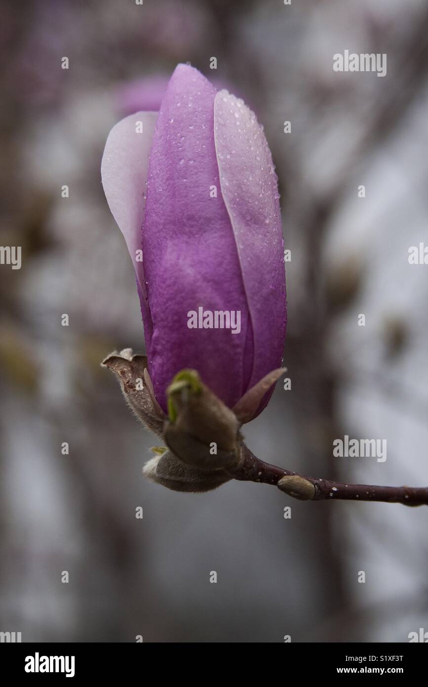 Purple Tulip - Smartphone Captured Stock Image