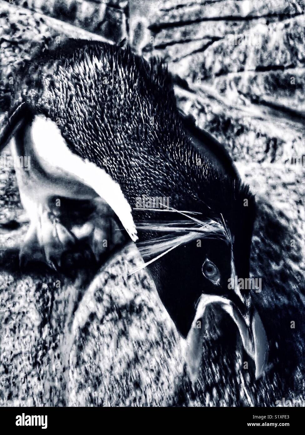 Rockhopper Penguin calling - Smartphone Captured Stock Image