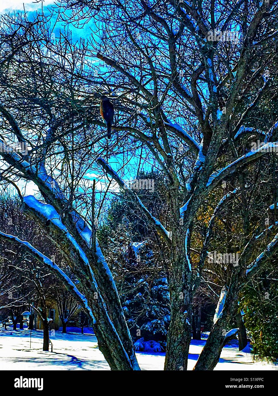 Hawk perched in tree after a snowstorm - Smartphone Captured Stock Image
