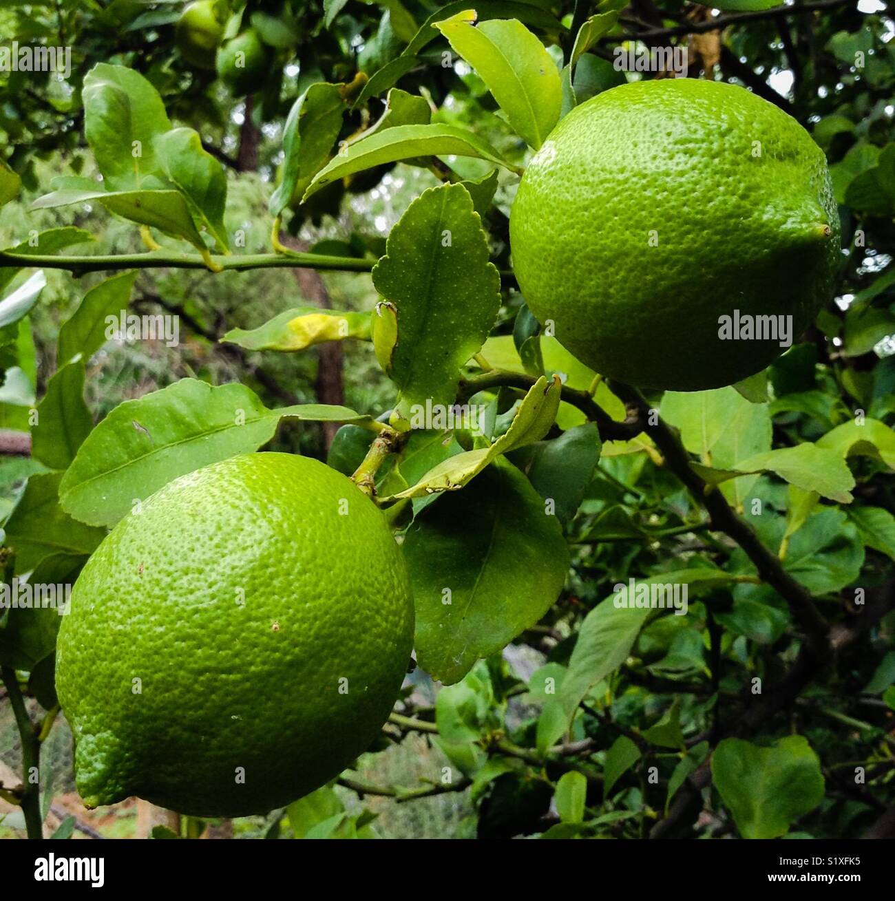 Green Lemons in tree Stock Photo Alamy