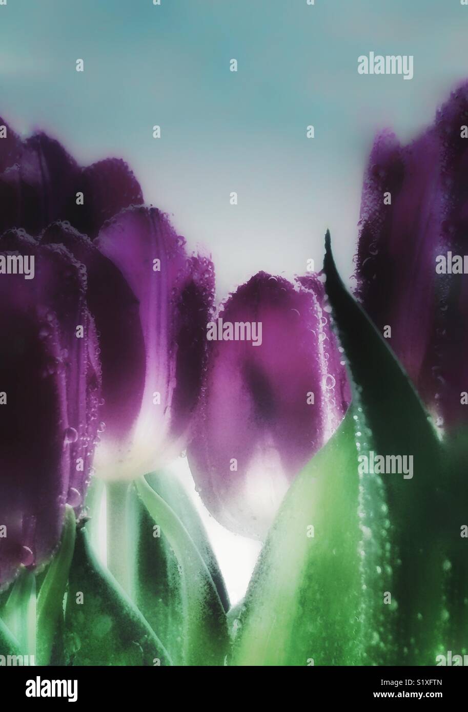 Water on tulips. - Smartphone Captured Stock Image
