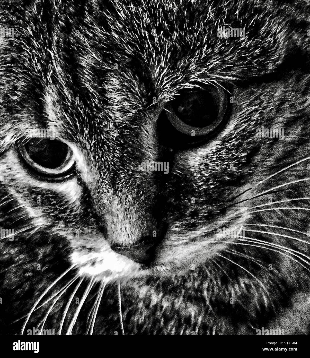 Black and white portrait of tabby cat with huge eyes - Smartphone Captured Stock Image