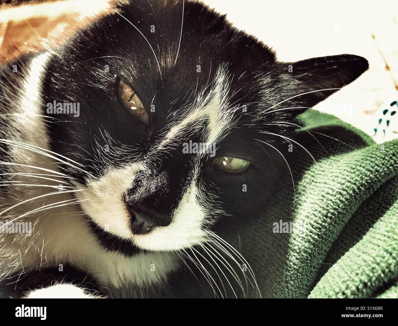 Cat on lap, falling asleep - Smartphone Captured Stock Image